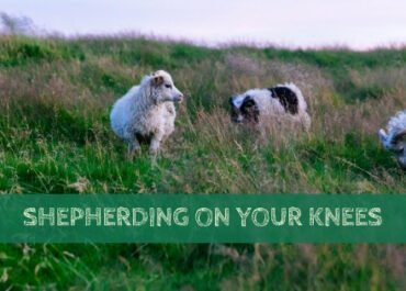 0223-Shepherding-on-Your-Knees
